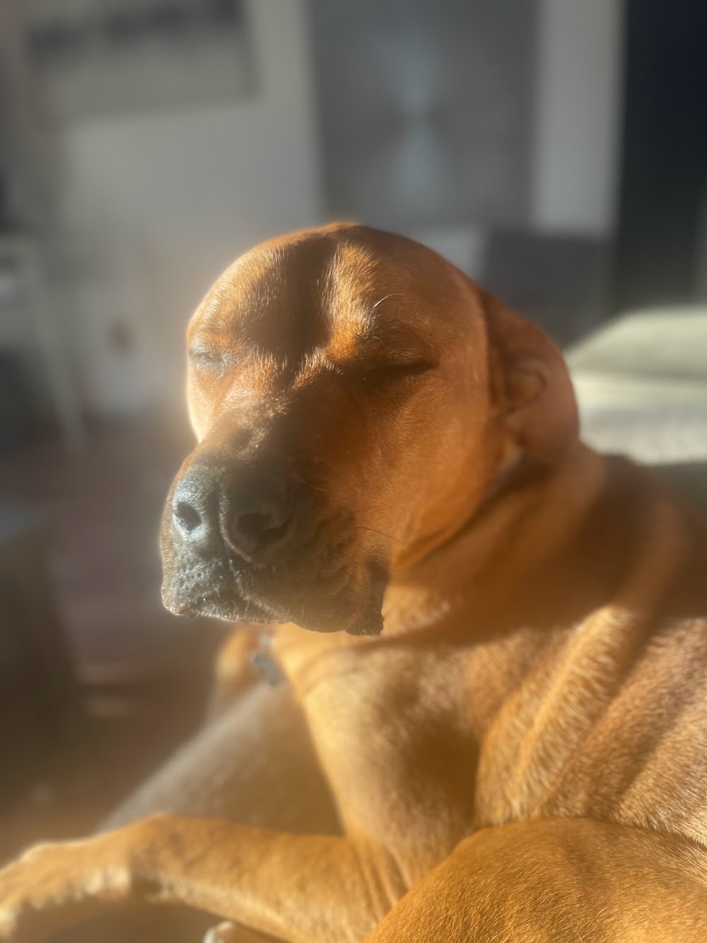 A relaxed dog resting comfortably inside at Chrissy's Critter Care