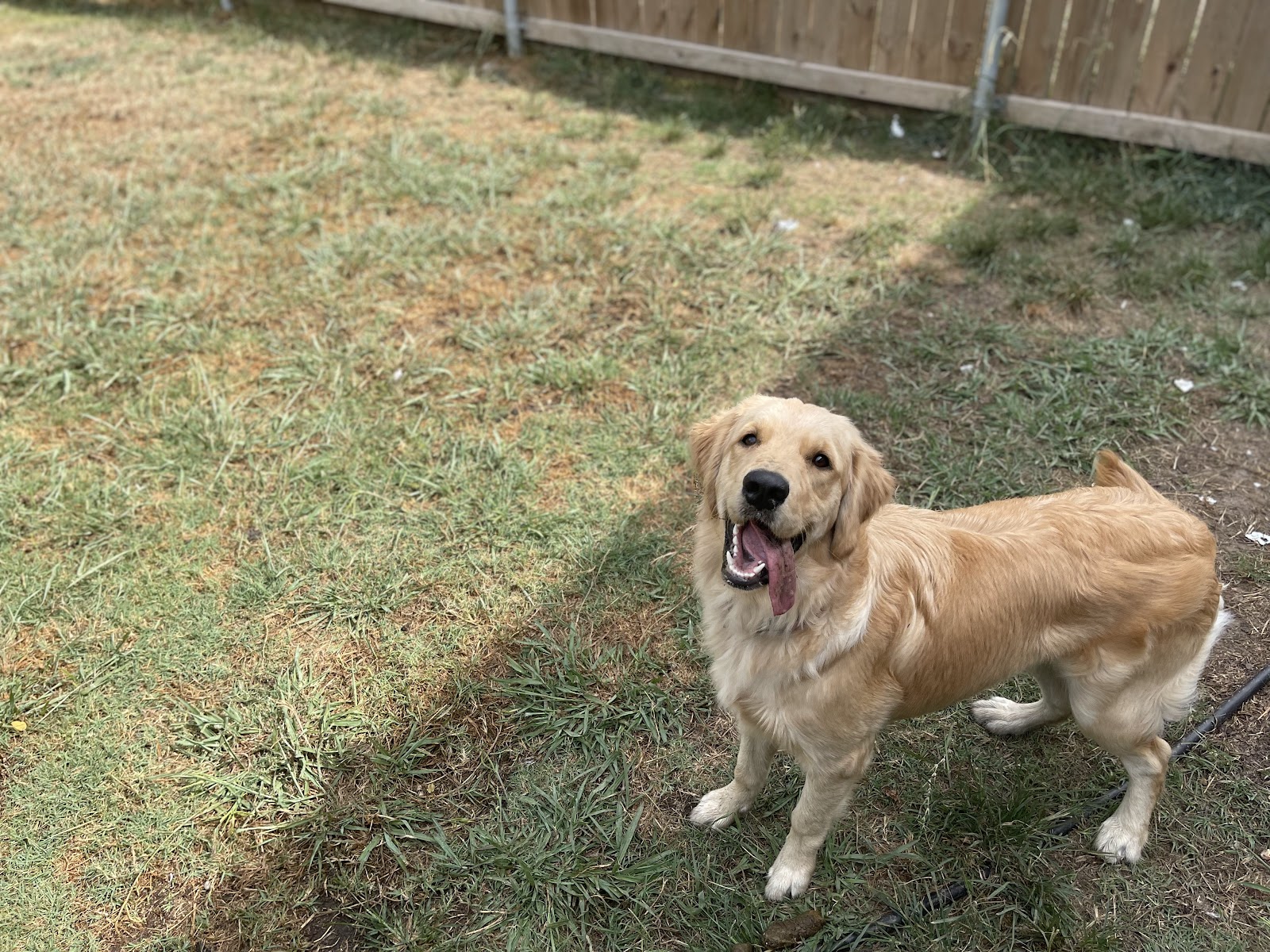 A happy golden retriever enjoying outdoor time in the fenced backyard