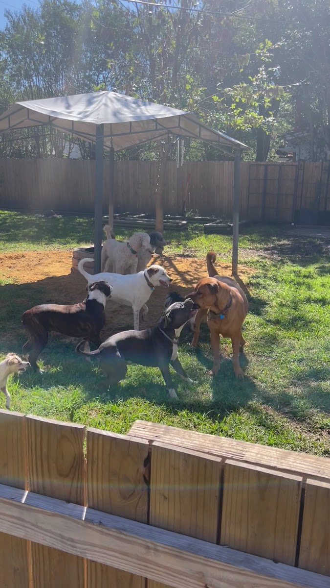 Dogs playing together under a shaded area in the fenced backyard